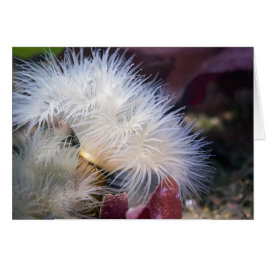 Plumose Anemone – カード
