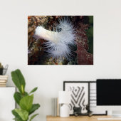 Plumose Anemone (Metridium farcimen) -ファインアート ポスター (ホームオフィス)