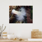 Plumose Anemone (Metridium farcimen) -ファインアート ポスター (キッチン)