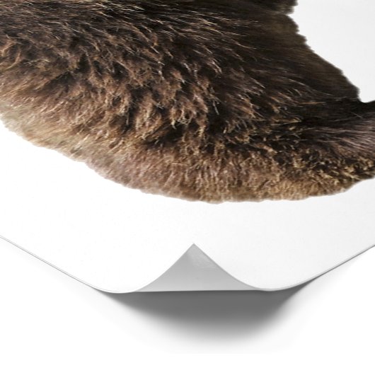 Png孤立した茶色のクマ ポスター (角)