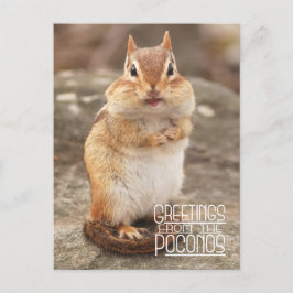 Poconos Chipmunkポストカードからの挨拶 ポストカード