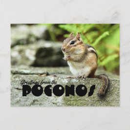 Poconos Mischieevous Chipmunkからの挨拶 ポストカード