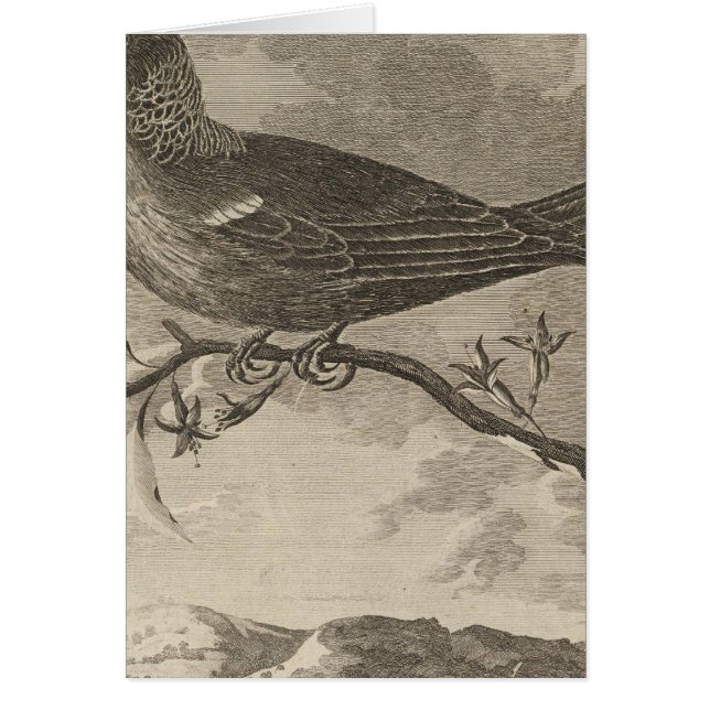 Poebird（ニュージーランド） (正面)