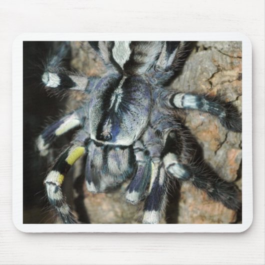 Poecilotheriaのregalis マウスパッド (正面)