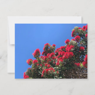 Pohutukawa Postcard 1 ポストカード