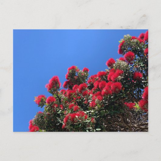 Pohutukawa Postcard 1 ポストカード (正面)