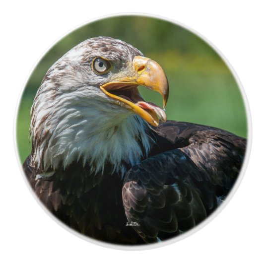 poignée de porte photo d'aigle セラミックノブ (正面)