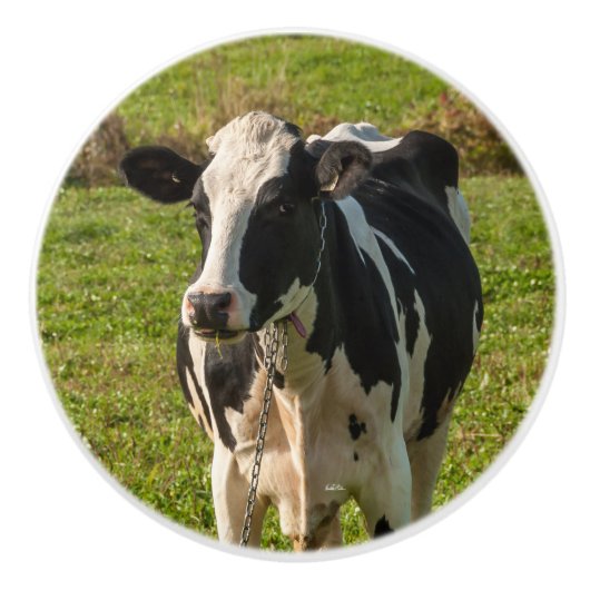 Poignée de porte, photo de vache セラミックノブ (正面)