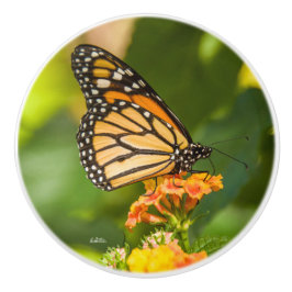 Poignée de porte photo d'un papillon セラミックノブ