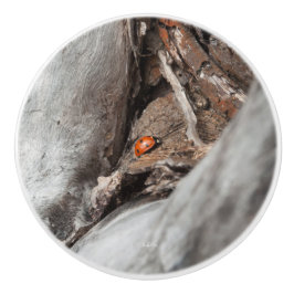 poignée de porte, photo d'une coccinelle セラミックノブ