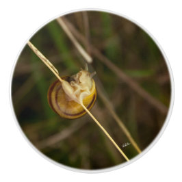poignée de porte, photo insecte dans coquille セラミックノブ