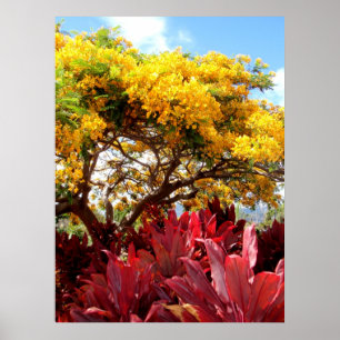 Poincianaの黄色い木および赤いチタニウムの植物 ポスター