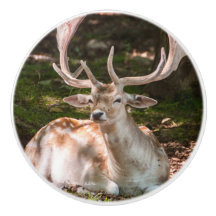 poinée de porte photo cerf sous les bois