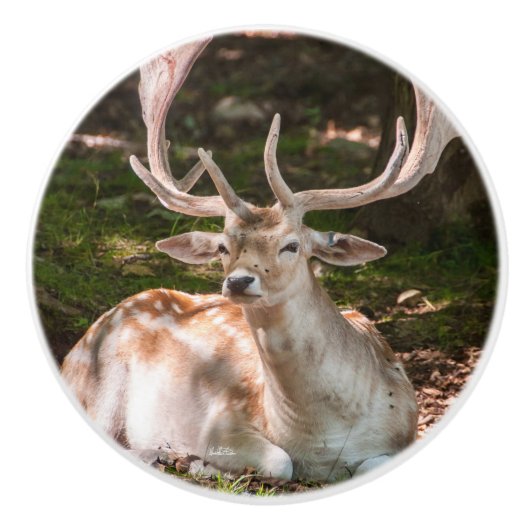 poinée de porte photo cerf sous les bois セラミックノブ (正面)