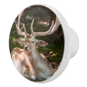 poinée de porte photo cerf sous les bois セラミックノブ (右)