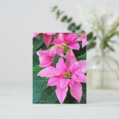 Poinsettia ポストカード (スタンド正面)