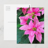 Poinsettia ポストカード (正面/裏面)