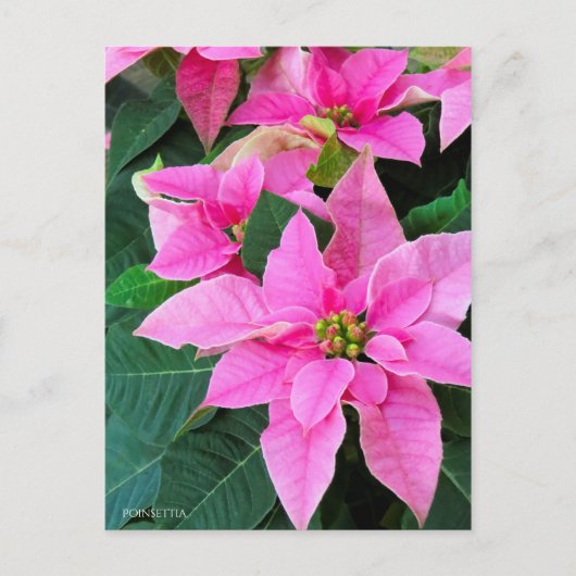 Poinsettia ポストカード (正面)