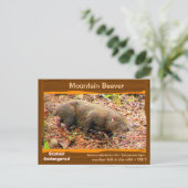 Point Arena Mountain Beaver絶滅寸前 – - ポストカード (スタンド正面)