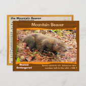 Point Arena Mountain Beaver絶滅寸前 – - ポストカード (正面/裏面)