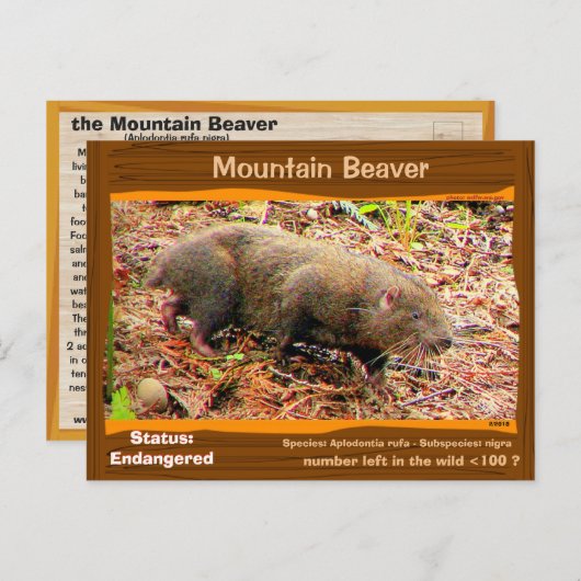 Point Arena Mountain Beaver絶滅寸前 – - ポストカード (正面/裏面)