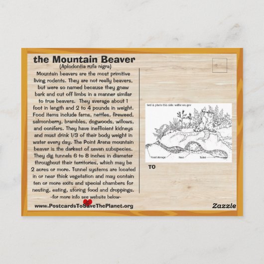 Point Arena Mountain Beaver絶滅寸前 – - ポストカード (裏面)