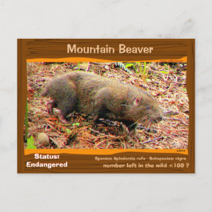 Point Arena Mountain Beaver絶滅寸前 – - ポストカード