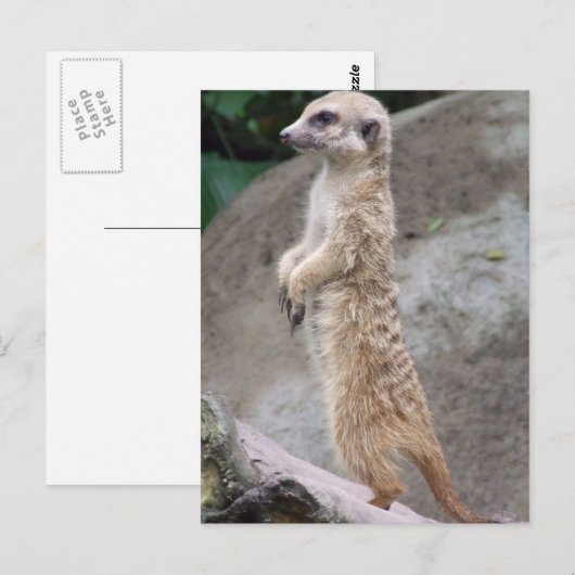 Poised Meerkatはがき ポストカード (正面/裏面)