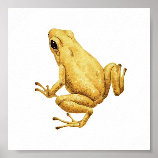 Poison dart frog ポスター (正面)