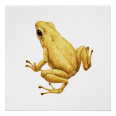 Poison dart frog ポスター (正面)