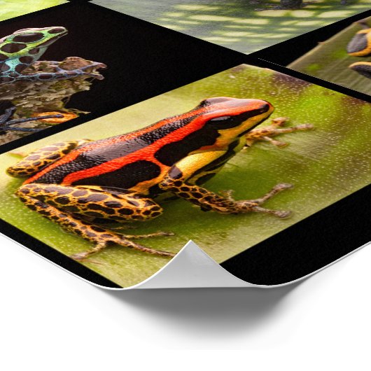 Poison Dart Frog Species From The Genus Ranitomeya ポスター (角)