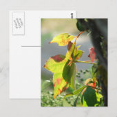 Poison Ivy ポストカード (正面/裏面)