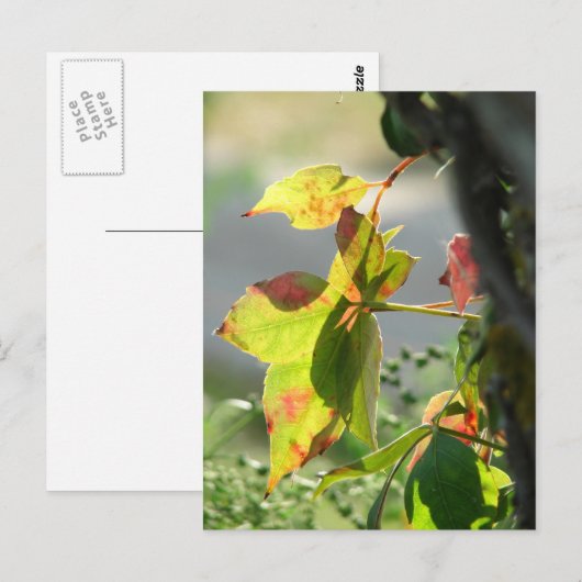 Poison Ivy ポストカード (正面/裏面)