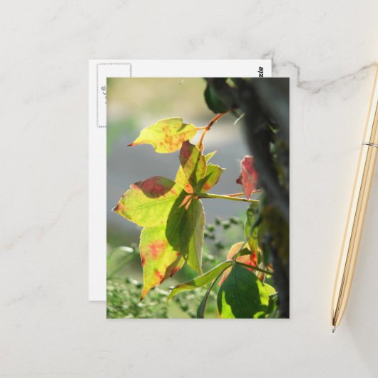 Poison Ivy ポストカード (正面/裏面インサイチュ)