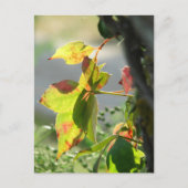 Poison Ivy ポストカード (正面)