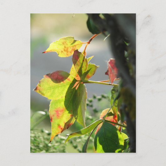 Poison Ivy ポストカード (正面)