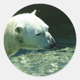 Polar Bear写真 ラウンドシール