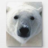 Polar Bear フォトプラーク (正面)