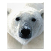 Polar Bear フォトプリント (正面)