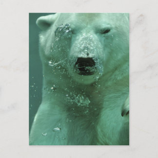 polar-bear-4069 ポストカード
