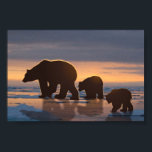 Polar Bear family ポスター<br><div class="desc">A mother polar bear and her cub cross the ice flow with the arctic sun setting behind them. Computer art by Kathie Miller.</div>