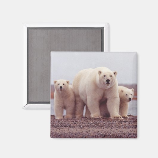 Polar Bear Family マグネット (正面/裏面)