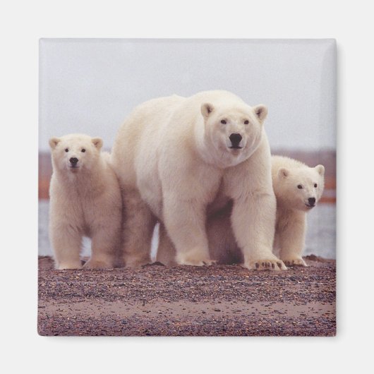 Polar Bear Family マグネット (正面)