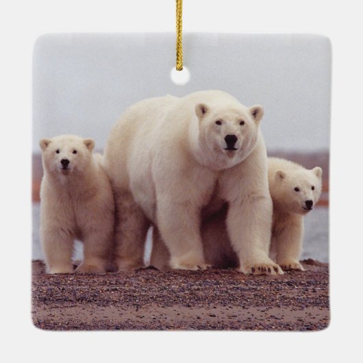 Polar Bear Family Mother and Cubs Photo セラミックオーナメント (裏面)