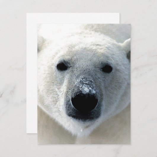 Polar Bear Flat Card (正面/裏面)
