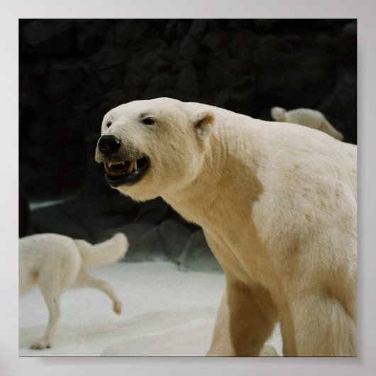 Polar Bear Grin ポスター (正面)