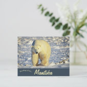 Polar Bear in Churchill Manitoba Canada ポストカード (スタンド正面)