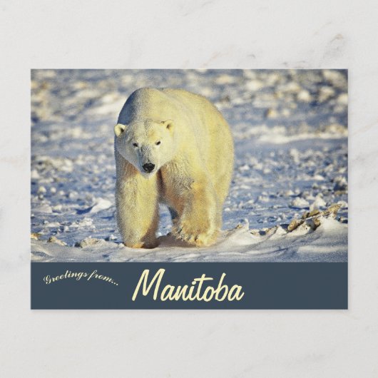 Polar Bear in Churchill Manitoba Canada ポストカード (正面)