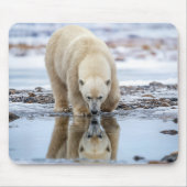 Polar Bear Looking at its Reflection マウスパッド (正面)