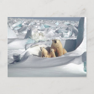 Polar Bear Mom and Cubsフォトポストカード ポストカード